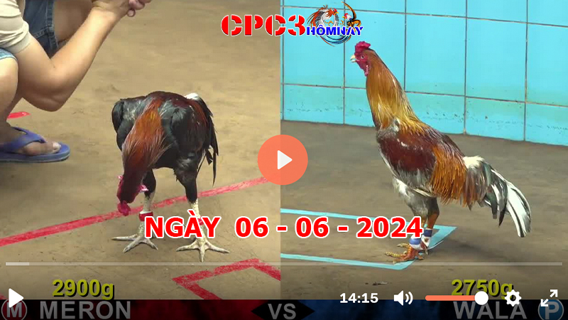 Đá gà trực tiếp C3 ngày 06-06-2024