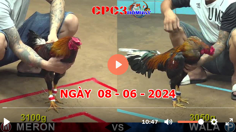 Đá gà trực tiếp C3 ngày 08-06-2024