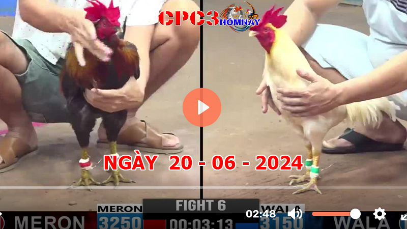 Đá gà trực tiếp C3 ngày 20-06-2024