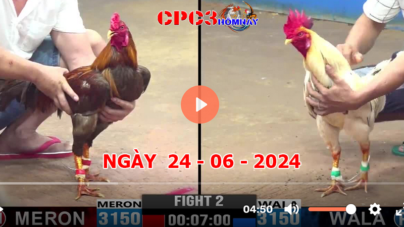 Đá gà trực tiếp C3 ngày 24-06-2024