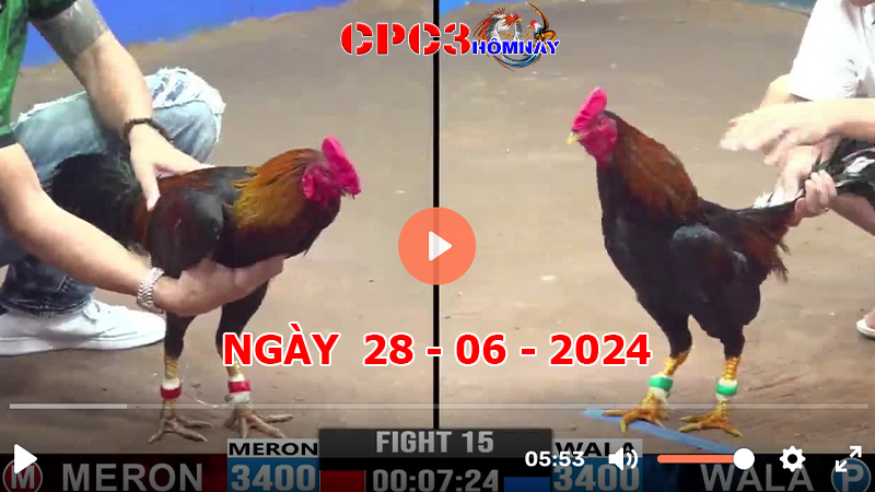 Đá gà trực tiếp C3 ngày 28-6-2024