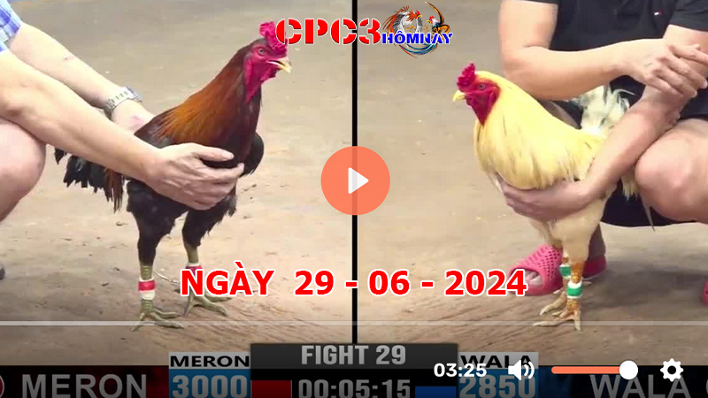 Đá gà trực tiếp C3 ngày 29-6-2024