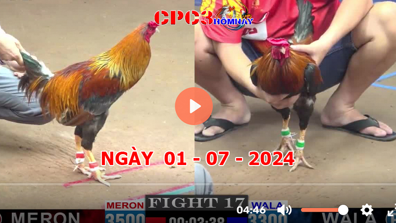 Đá gà trực tiếp C3 ngày 01-7-2024