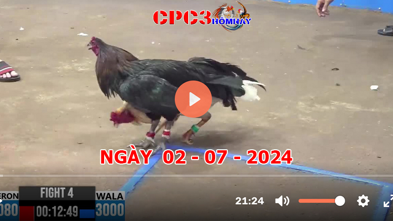 Đá gà trực tiếp C3 ngày 02-7-2024