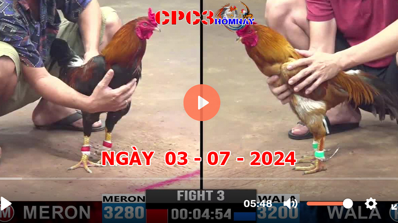 Đá gà trực tiếp C3 ngày 03-7-2024