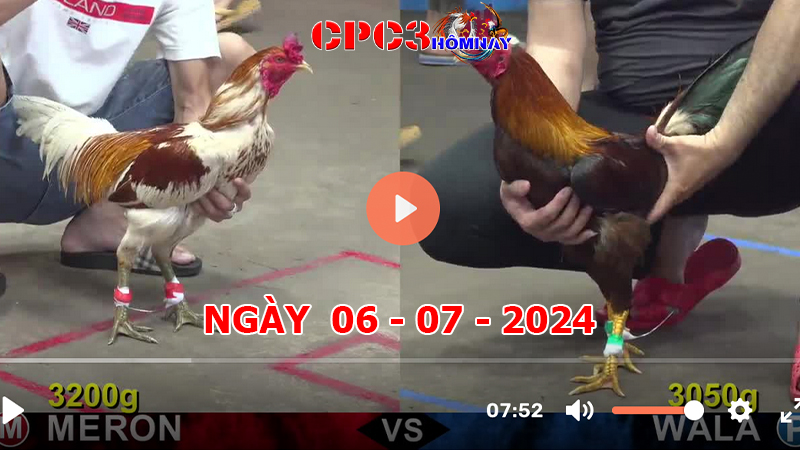 Đá gà trực tiếp C3 ngày 06-7-2024