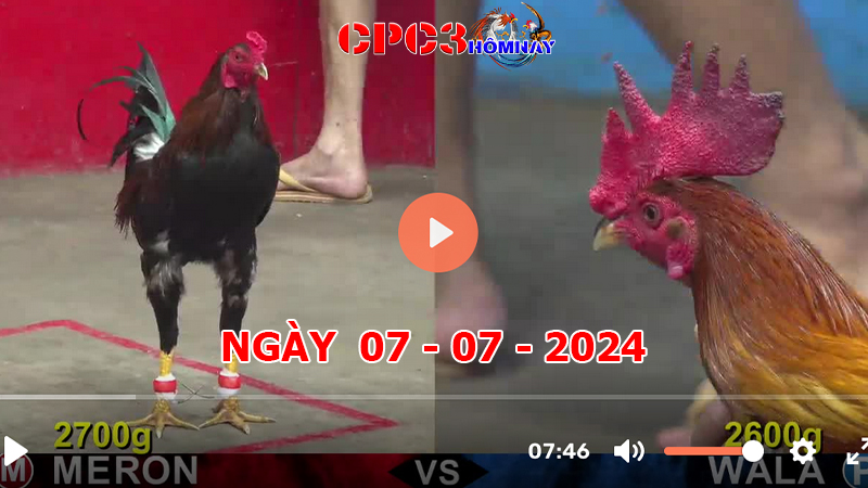 Đá gà trực tiếp C3 ngày 07-7-2024