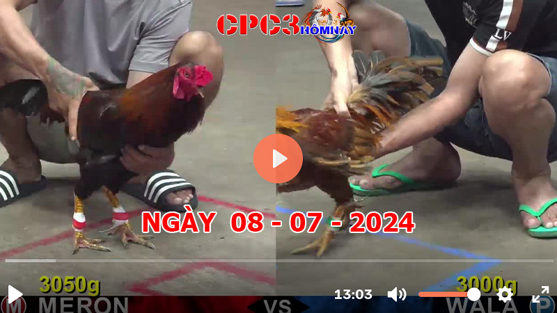 Đá gà trực tiếp C3 ngày 08-7-2024