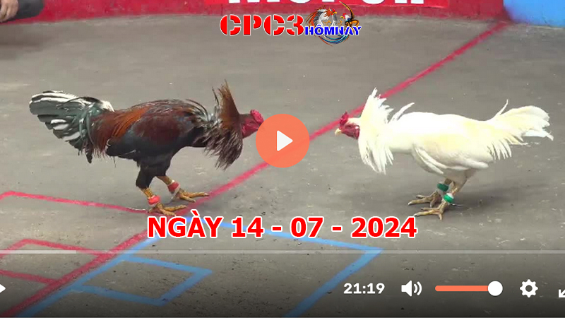 Đá gà trực tiếp C3 ngày 14-7-2024