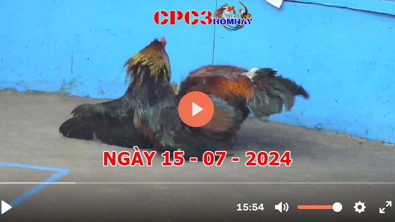 Đá gà trực tiếp C3 ngày 15-7-2024