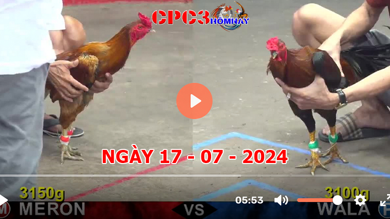 Đá gà trực tiếp C3 ngày 17-7-2024