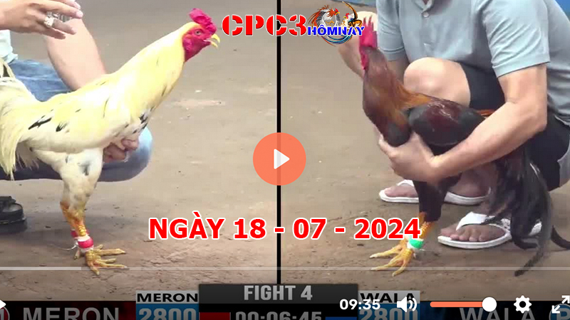 Đá gà trực tiếp C3 ngày 18-7-2024