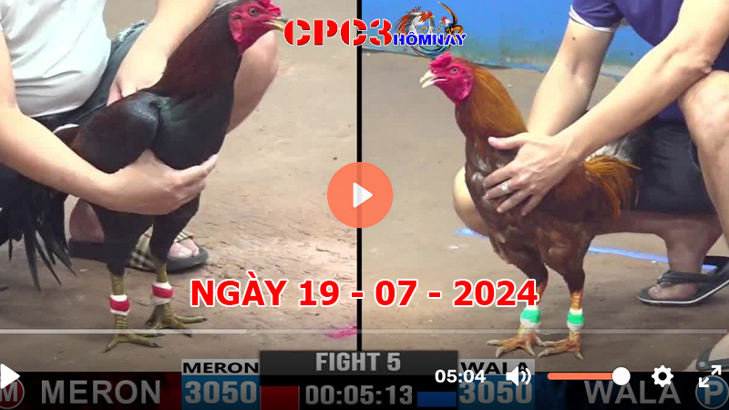 Đá gà trực tiếp C3 ngày 19-7-2024