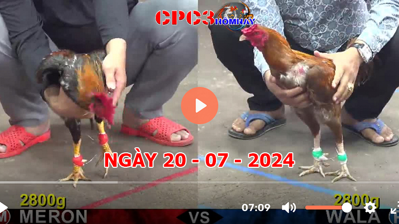 Đá gà trực tiếp C3 ngày 20-7-2024