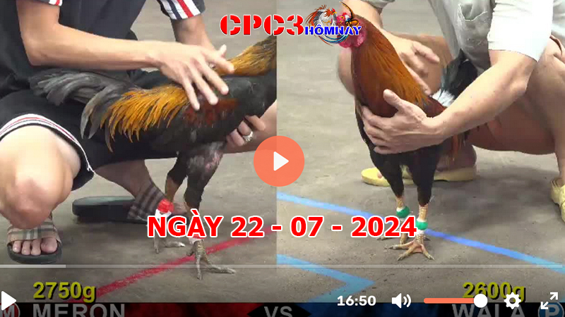 Đá gà trực tiếp C3 ngày 22-7-2024