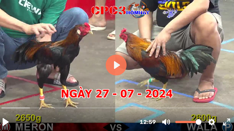 Đá gà trực tiếp C3 ngày 27-7-2024