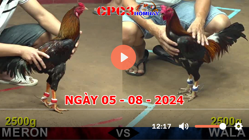 Đá gà trực tiếp C3 ngày 05-8-2024