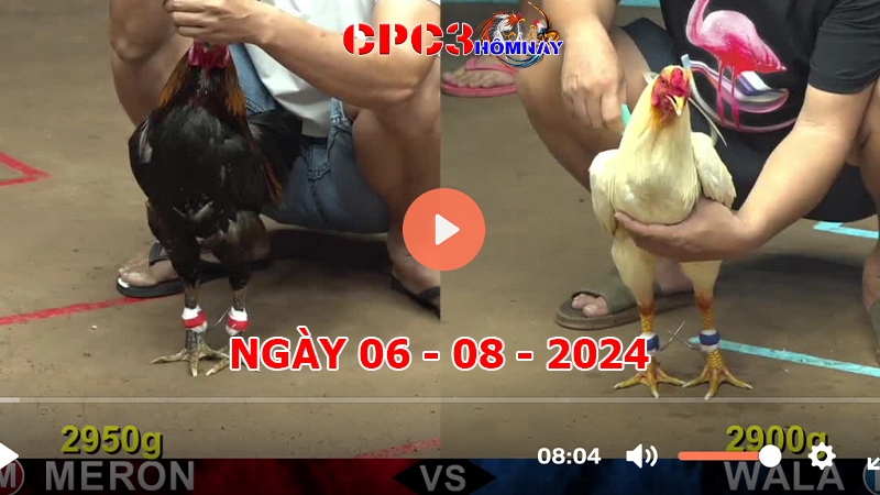 Đá gà trực tiếp C3 ngày 06-8-2024