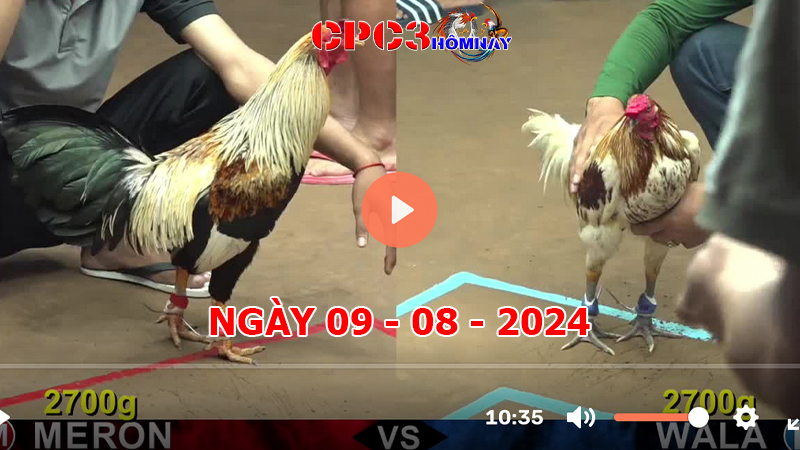 Đá gà trực tiếp C3 ngày 09-8-2024