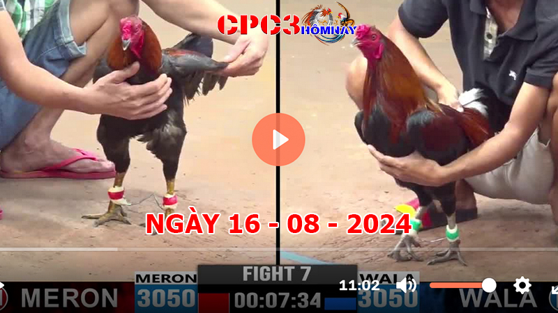 Đá gà trực tiếp C3 ngày 16-8-2024