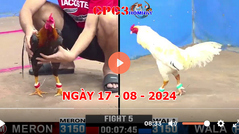 Đá gà trực tiếp C3 ngày 17-8-2024