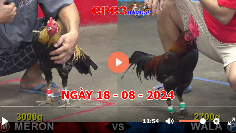 Đá gà trực tiếp C3 ngày 18-8-2024