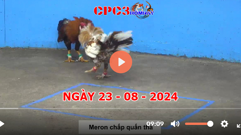 Đá gà trực tiếp C3 ngày 23-8-2024