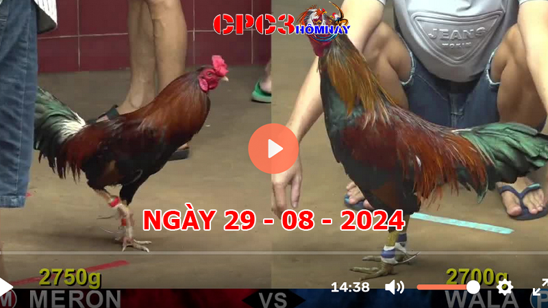 Đá gà trực tiếp C3 ngày 29-8-2024