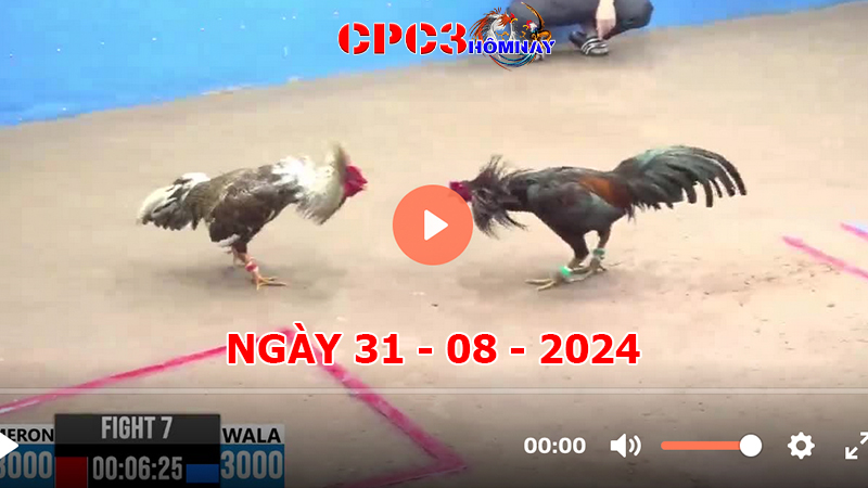 Đá gà trực tiếp C3 ngày 31-8-2024