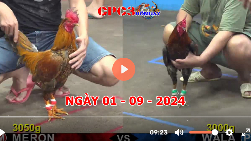 Đá gà trực tiếp C3 ngày 01-9-2024