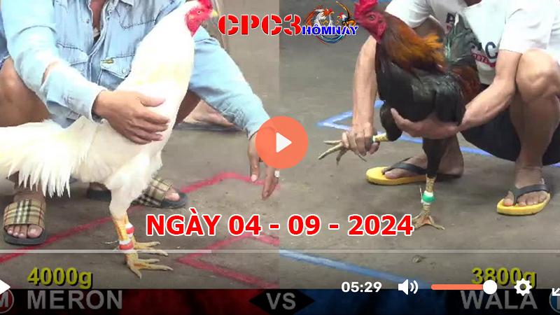 Đá gà trực tiếp C3 ngày 04-9-2024