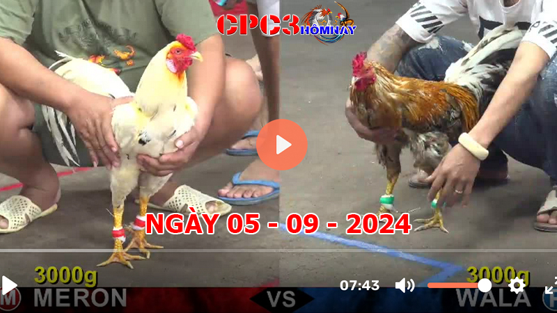 Đá gà trực tiếp C3 ngày 05-9-2024