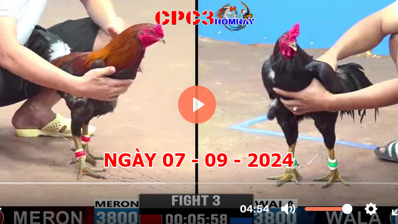 Đá gà trực tiếp C3 ngày 07-9-2024