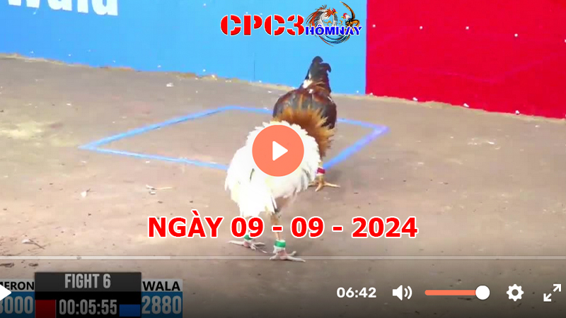 Đá gà trực tiếp C3 ngày 09-9-2024