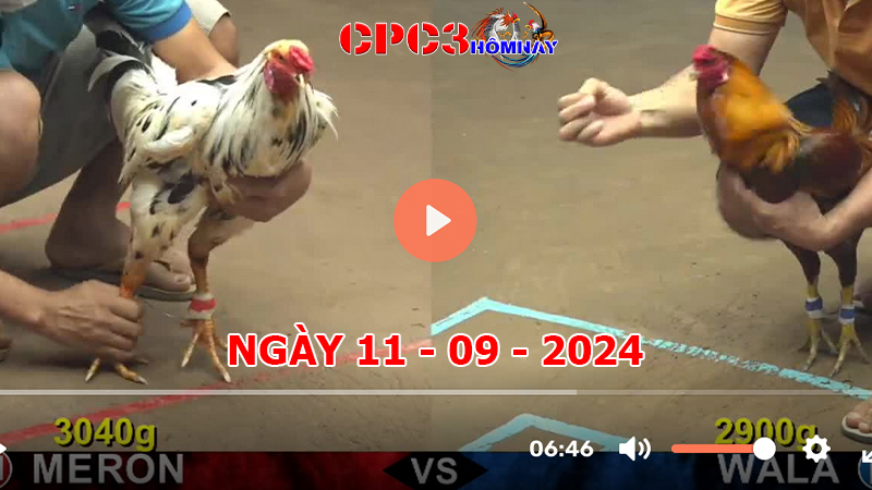 Đá gà trực tiếp C3 ngày 11-9-2024