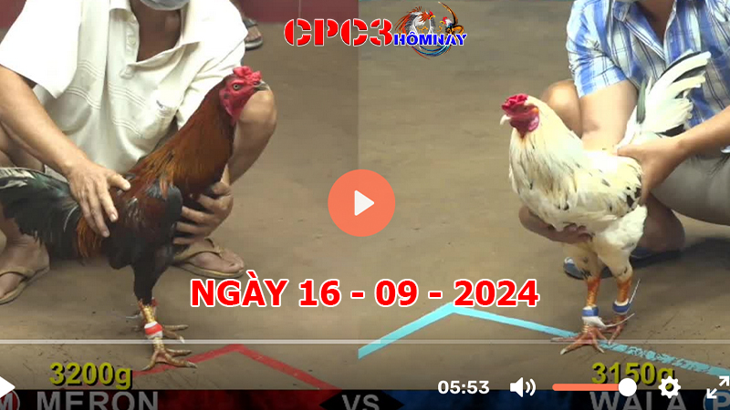 Đá gà trực tiếp C3 ngày 16-9-2024