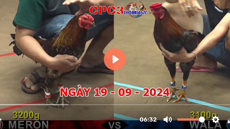 Đá gà trực tiếp C3 ngày 19-9-2024