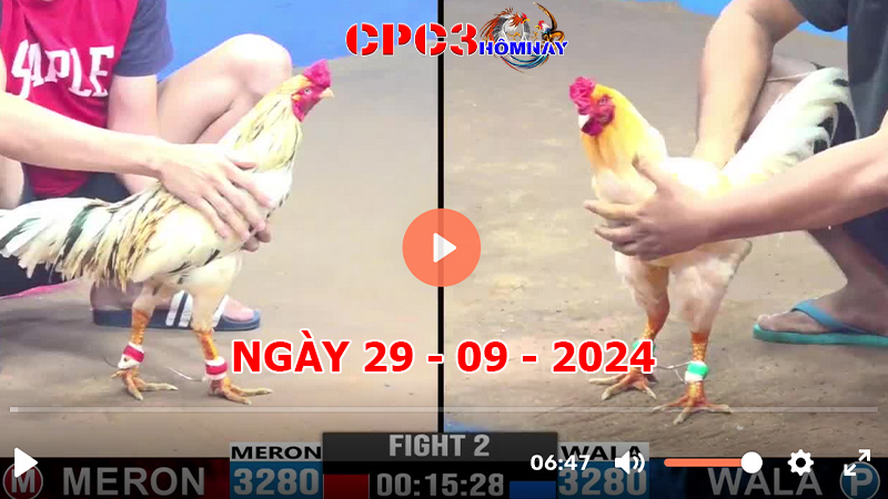 Đá gà trực tiếp C3 ngày 29-9-2024