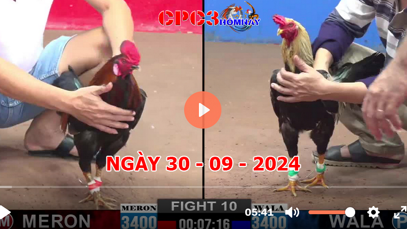 Đá gà trực tiếp C3 ngày 30-9-2024