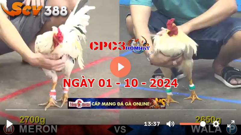 Đá gà trực tiếp C3 ngày 01-10-2024