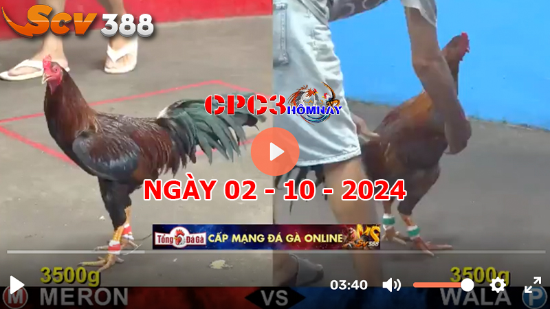 Đá gà trực tiếp C3 ngày 02-10-2024