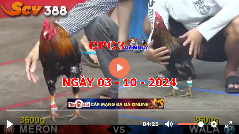 Đá gà trực tiếp C3 ngày 03-10-2024