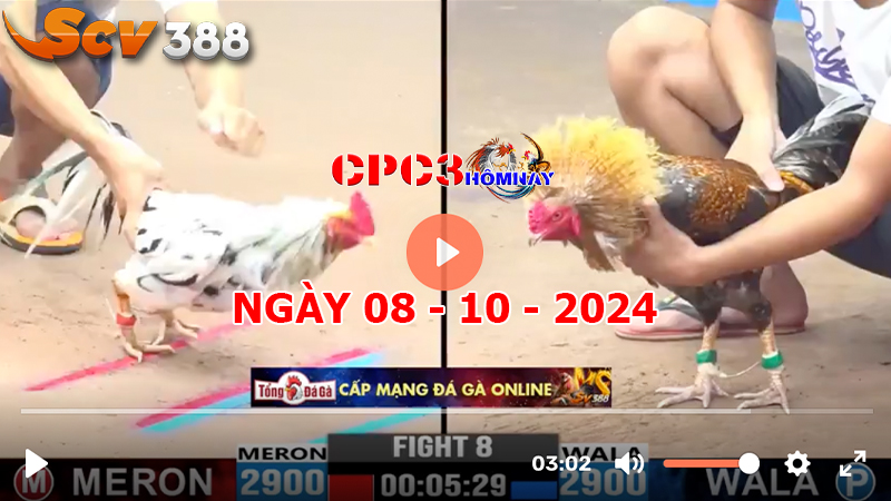 Đá gà trực tiếp C3 ngày 08-10-2024