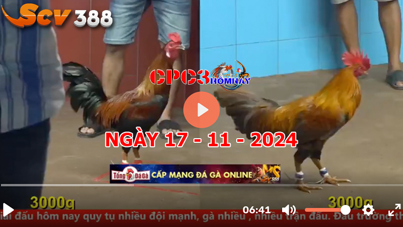 Đá gà C3 ngày 17-11-2024