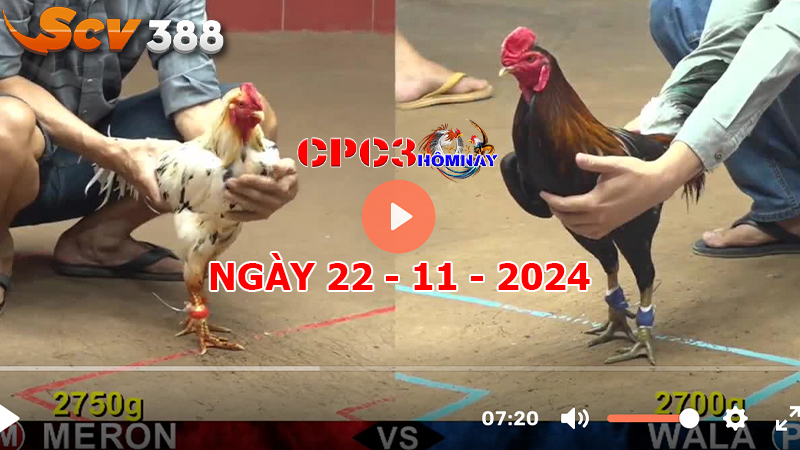 Đá gà C3 ngày 22-11-2024