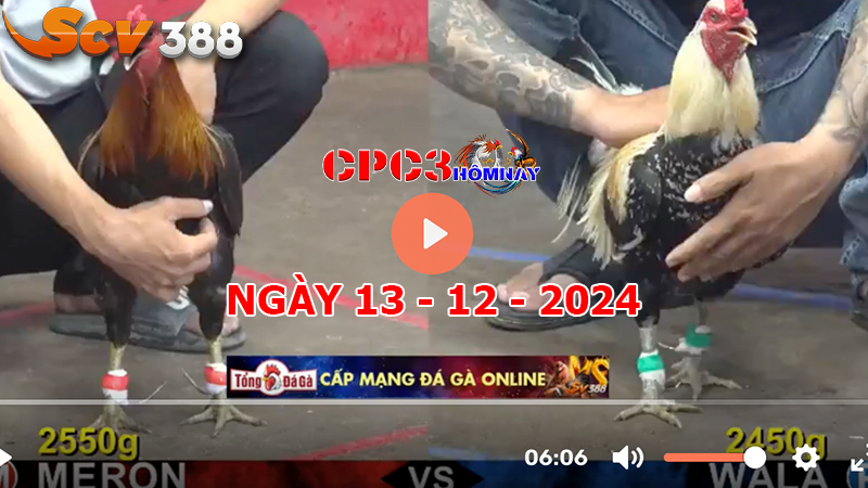 Đá gà C3 ngày 13-12-2024