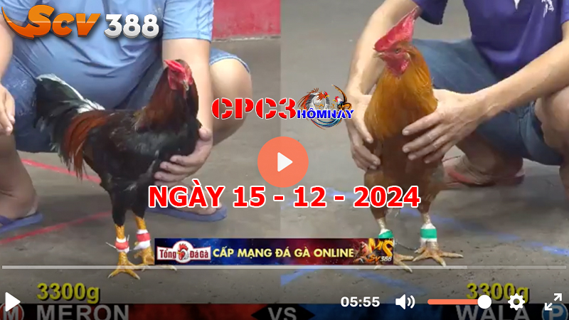 Đá gà C3 ngày 15-12-2024