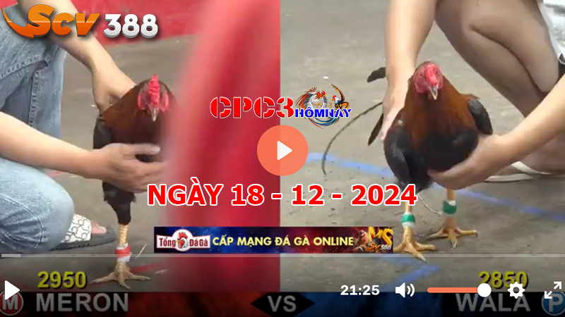 Đá gà C3 ngày 18-12-2024