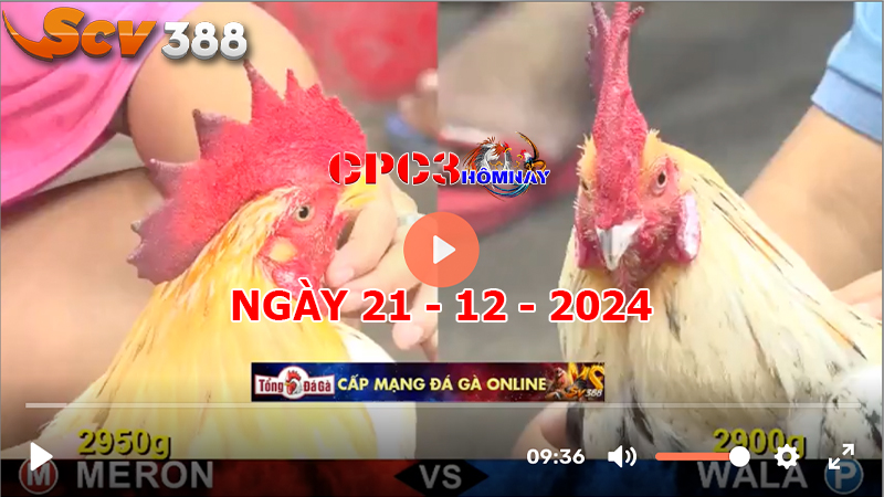 Đá gà C3 ngày 21-12-2024