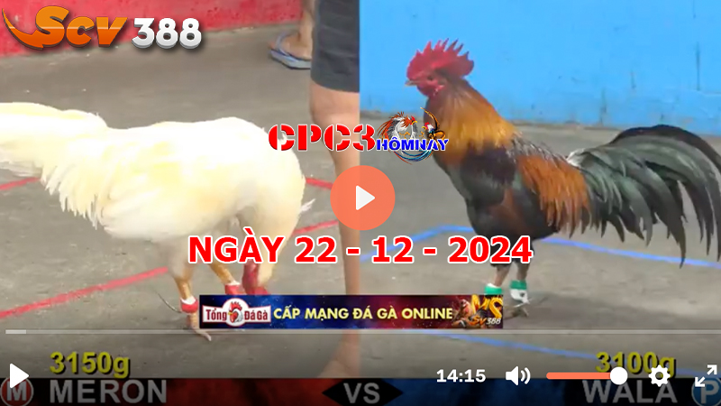 Đá gà C3 ngày 22-12-2024